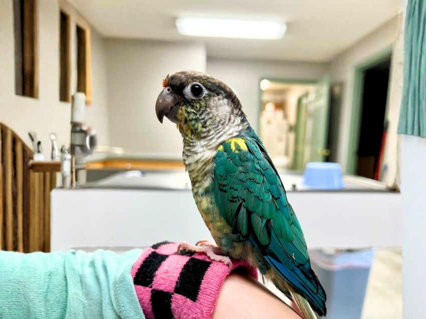 Bird sitting on a person's hand
