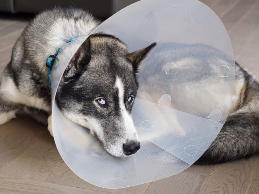 Dog laying on the floor in a surgery cone