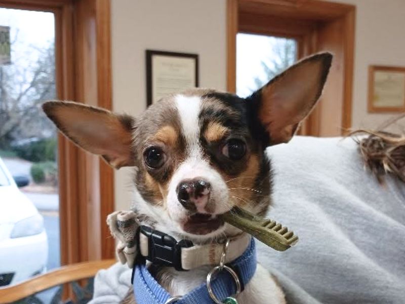 Dog with a dental treat