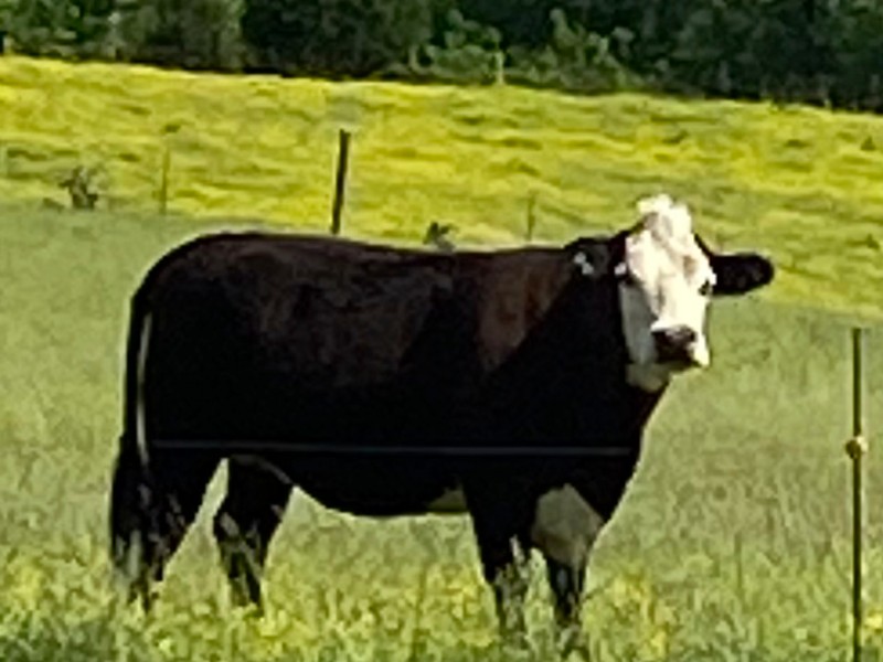 black and white cow field