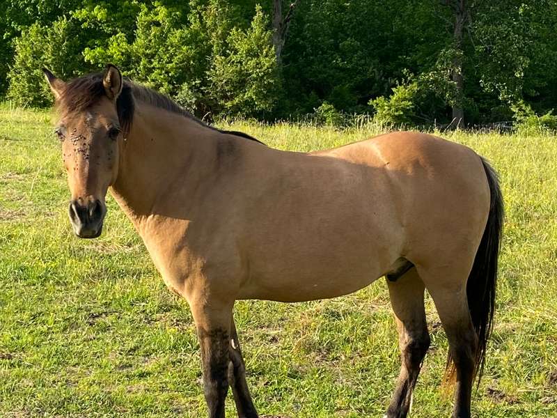 buckskin horse in green field