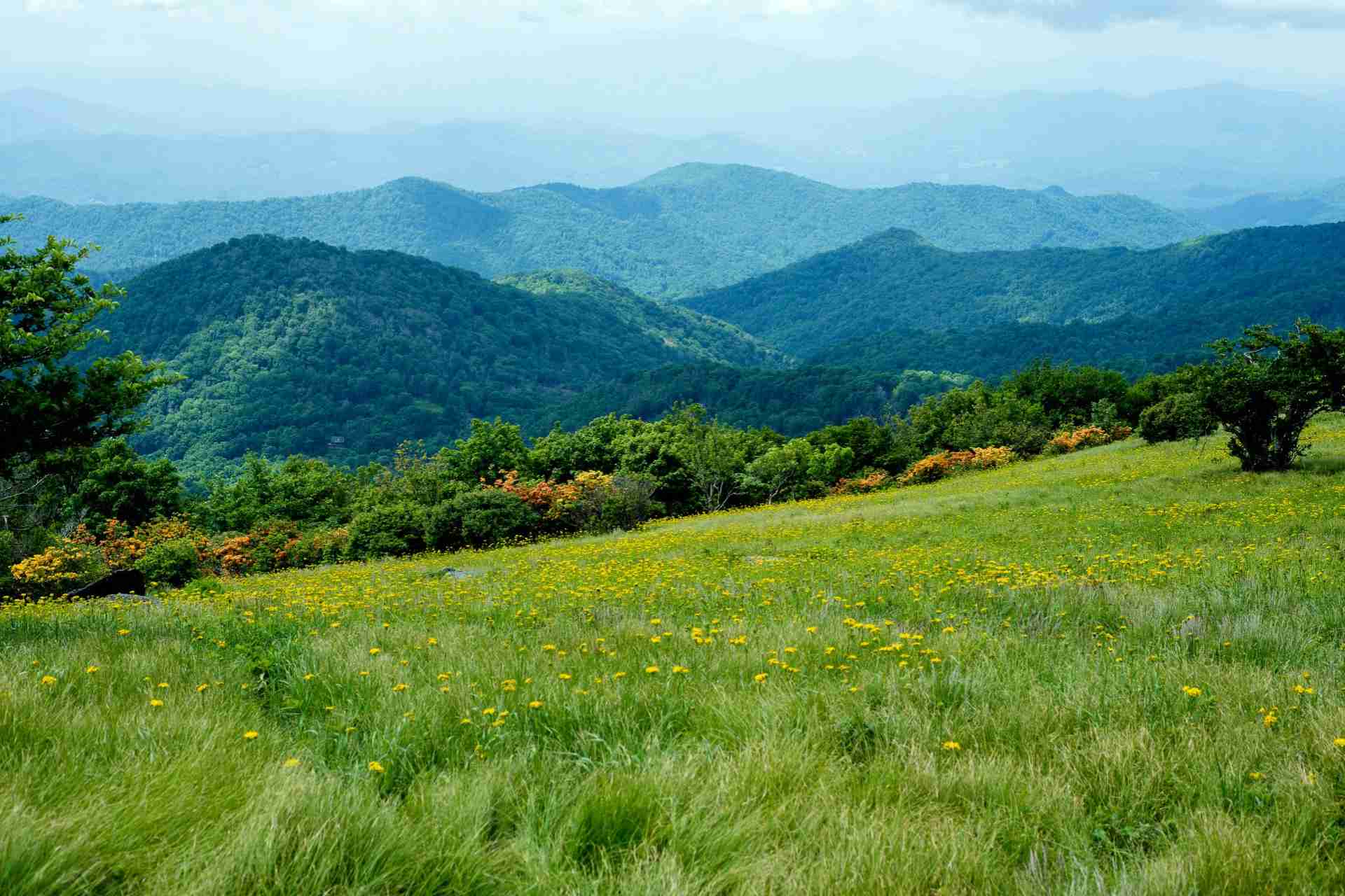 rolling mountains yellow wildflowers grass rolling mountains yellow wildflowers grass