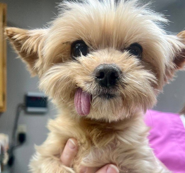 small dog with tongue out