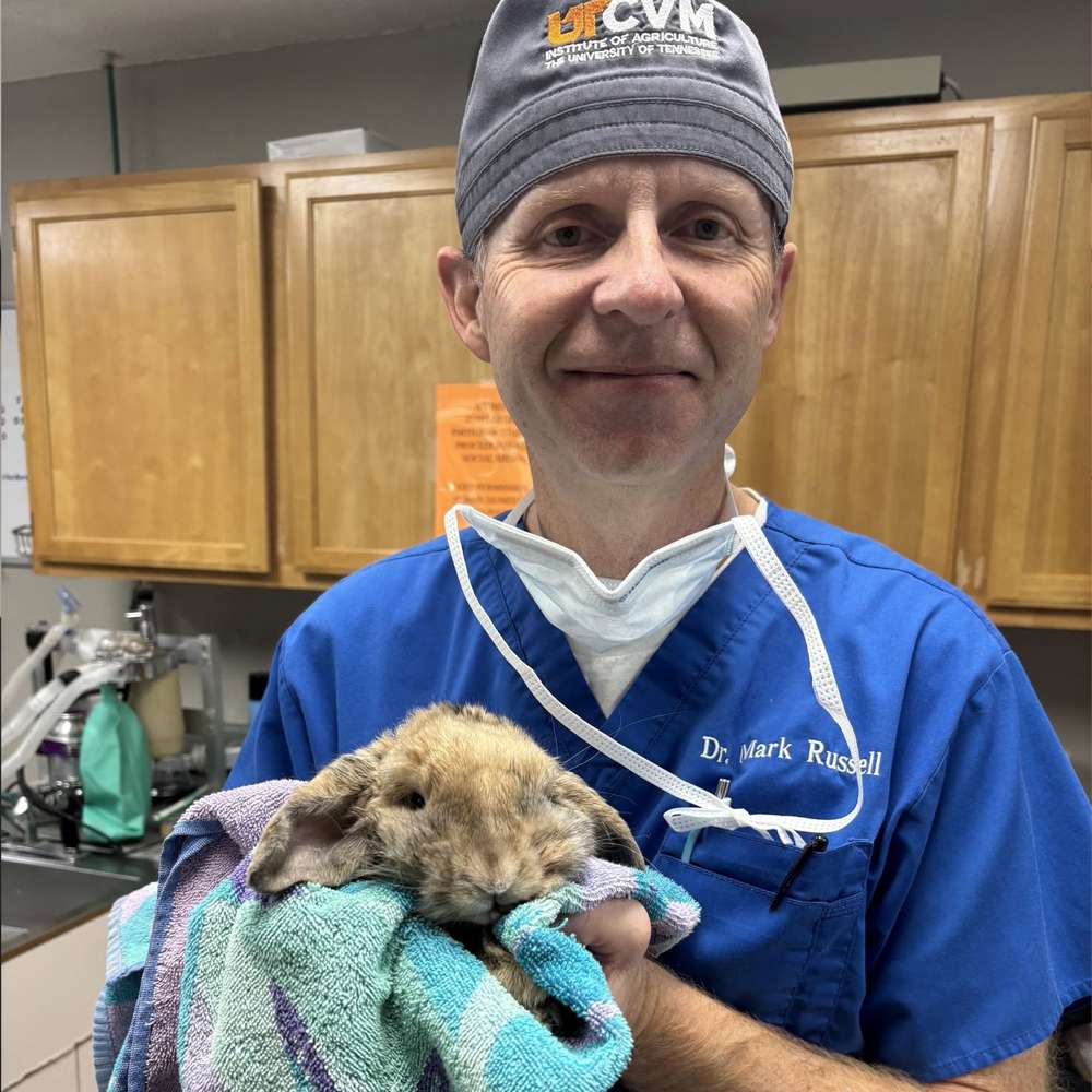 veterinarian holds rabbit in towel