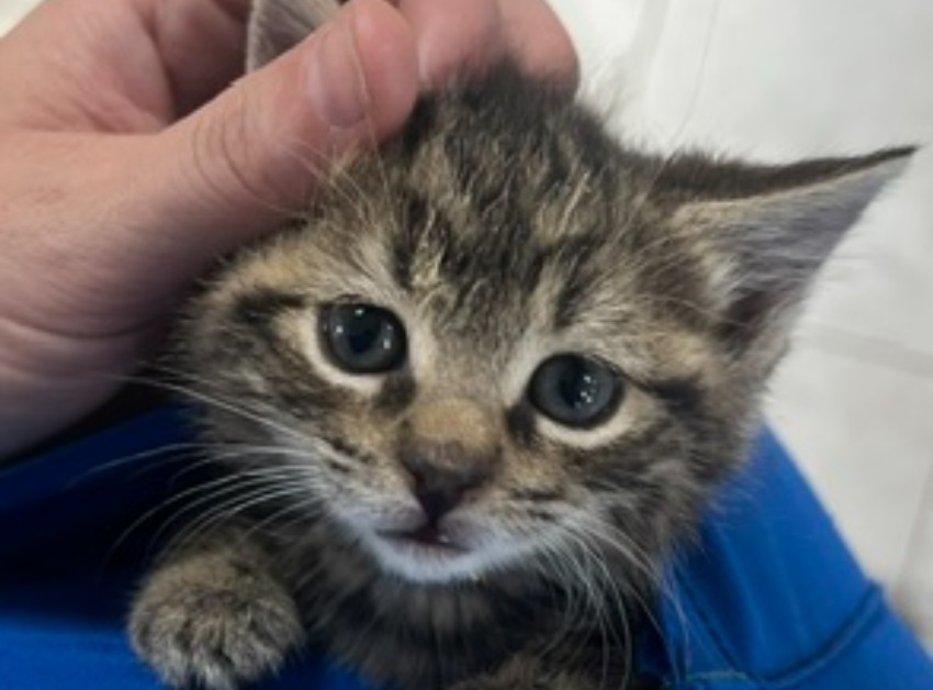 hand petting cute tabby kitten