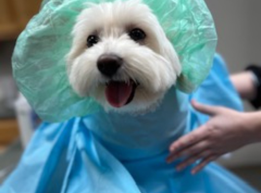 happy dog surgical cap gown