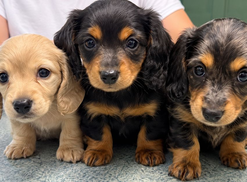 three adorable dachshund puppies