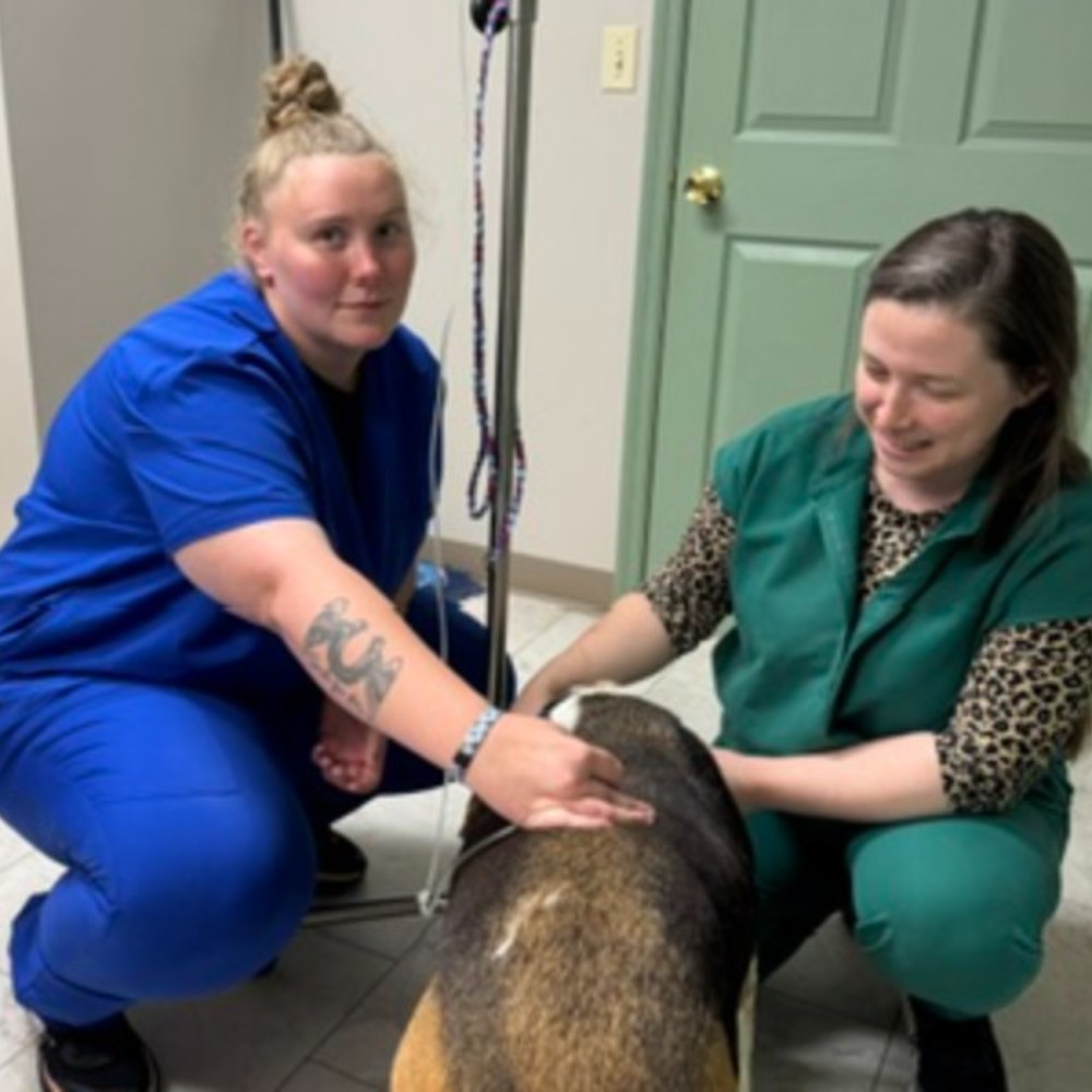 vets examining a dog patiently